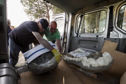 Restos de los dos colmillos de un mastodonte de la época terciaria