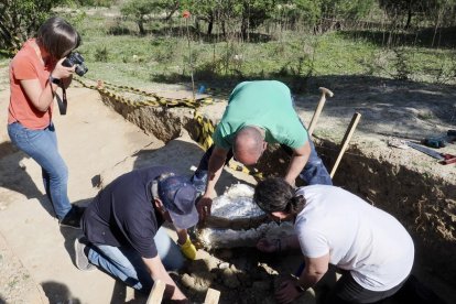 Restos de los dos colmillos de un mastodonte de la época terciaria