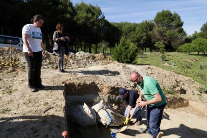 Restos de los dos colmillos de un mastodonte de la época terciaria