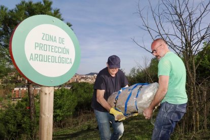 Restos de los dos colmillos de un mastodonte de la época terciaria