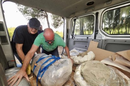 Restos de los dos colmillos de un mastodonte de la época terciaria