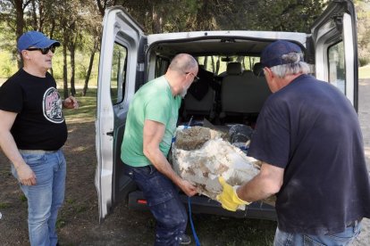 Restos de los dos colmillos de un mastodonte de la época terciaria