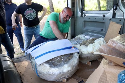 Restos de los dos colmillos de un mastodonte de la época terciaria