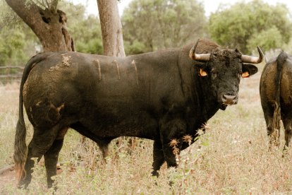 Toro de Núñez del Cuvillo para el 17 de mayo en la plaza de toros de Valladolid