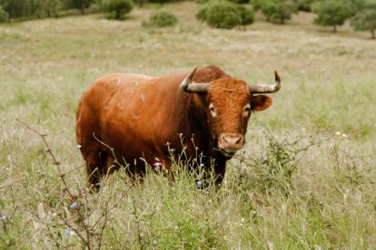 Toro de Núñez del Cuvillo para el 17 de mayo en la plaza de toros de Valladolid
