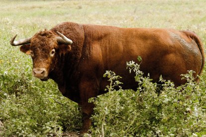 Toro de Núñez del Cuvillo para el 17 de mayo en la plaza de toros de Valladolid
