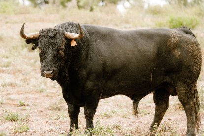 Toro de Núñez del Cuvillo para el 17 de mayo en la plaza de toros de Valladolid