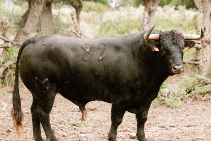 Toro de Núñez del Cuvillo para el 17 de mayo en la plaza de toros de Valladolid