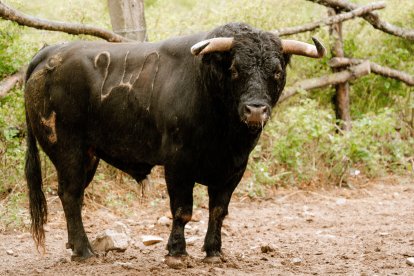Toro de Núñez del Cuvillo para el 17 de mayo en la plaza de toros de Valladolid