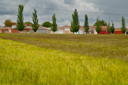 Campo de cereal a la entrada del pueblo de Cervillego de la Cruz