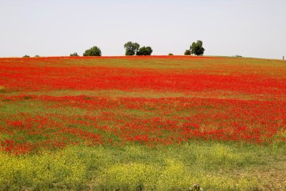 Campo de amapolas junto a las A-62
