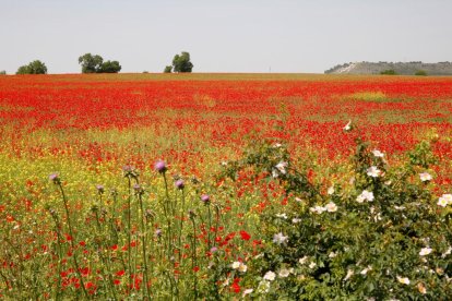 Campo de amapolas junto a las A-62