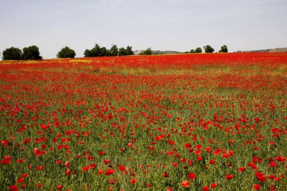 Campo de amapolas junto a las A-62