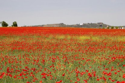 Campo de amapolas junto a las A-62