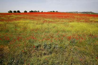 Campo de amapolas junto a las A-62