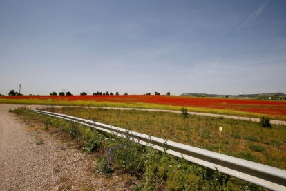 Campo de amapolas junto a las A-62