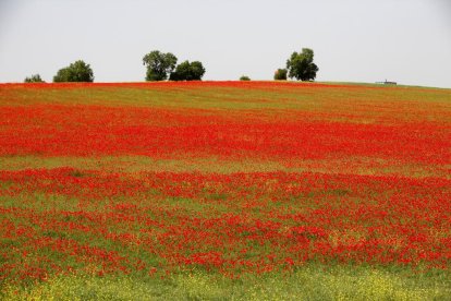 Campo de amapolas junto a las A-62
