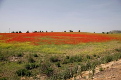 Campo de amapolas junto a las A-62