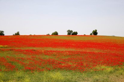 Campo de amapolas junto a las A-62