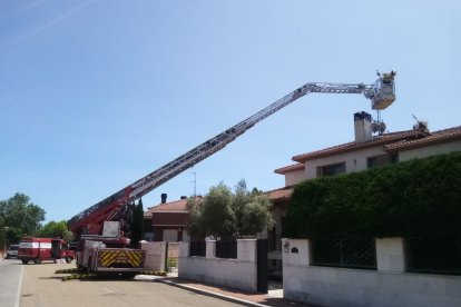 Bomberos eliminan el avispero con el camión escala