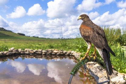 Dos nuevas rapaces en el Regimiento de Caballería 'Farnesio 12'.
