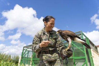 Dos nuevas rapaces en el Regimiento de Caballería 'Farnesio 12'.