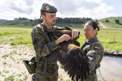 Dos nuevas rapaces en el Regimiento de Caballería 'Farnesio 12'.