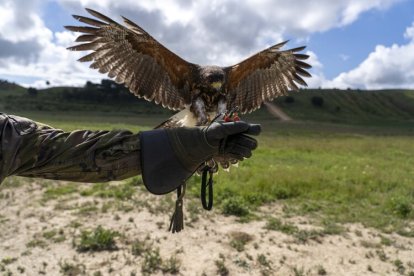 Dos nuevas rapaces en el Regimiento de Caballería 'Farnesio 12'.