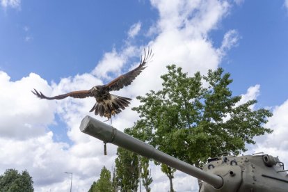 Dos nuevas rapaces en el Regimiento de Caballería 'Farnesio 12'.
