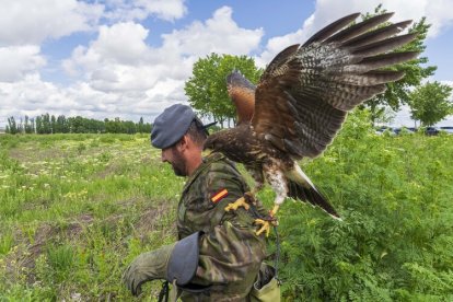 Dos nuevas rapaces en el Regimiento de Caballería 'Farnesio 12'.