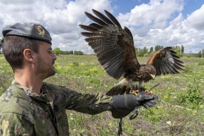 Dos nuevas rapaces en el Regimiento de Caballería 'Farnesio 12'.