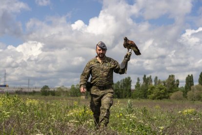 Dos nuevas rapaces en el Regimiento de Caballería 'Farnesio 12'.