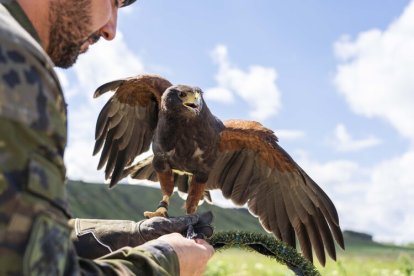 Dos nuevas rapaces en el Regimiento de Caballería 'Farnesio 12'.