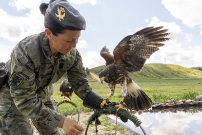 Dos nuevas rapaces en el Regimiento de Caballería 'Farnesio 12'.