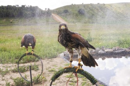 Dos nuevas rapaces en el Regimiento de Caballería 'Farnesio 12'.