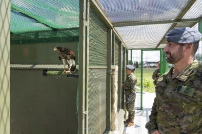Dos nuevas rapaces en el Regimiento de Caballería 'Farnesio 12'.