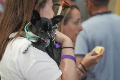 IV Feria europea del Queso de Serrada