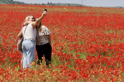 Campo de amapolas en la salida de la A62 a la altura del RÍO Shopping