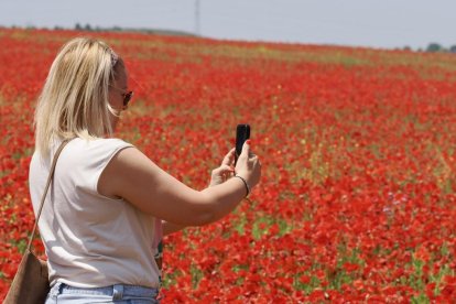 Campo de amapolas en la salida de la A62 a la altura del RÍO Shopping