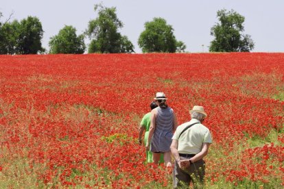 Campo de amapolas en la salida de la A62 a la altura del RÍO Shopping