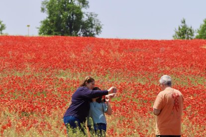 Campo de amapolas en la salida de la A62 a la altura del RÍO Shopping