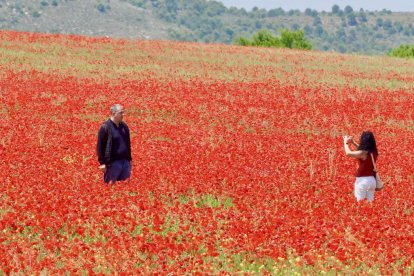 Campo de amapolas en la salida de la A62 a la altura del RÍO Shopping