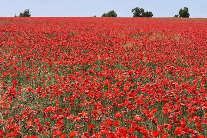Campo de amapolas en la salida de la A62 a la altura del RÍO Shopping