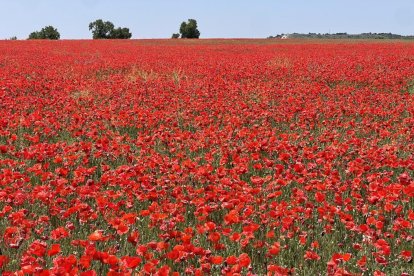 Campo de amapolas en la salida de la A62 a la altura del RÍO Shopping