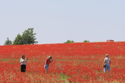 Campo de amapolas en la salida de la A62 a la altura del RÍO Shopping