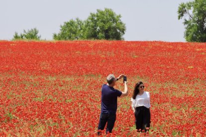 Campo de amapolas en la salida de la A62 a la altura del RÍO Shopping