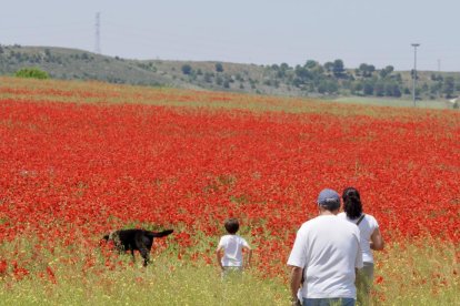 Campo de amapolas en la salida de la A62 a la altura del RÍO Shopping