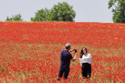 Campo de amapolas en la salida de la A62 a la altura del RÍO Shopping