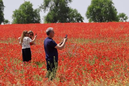 Campo de amapolas en la salida de la A62 a la altura del RÍO Shopping