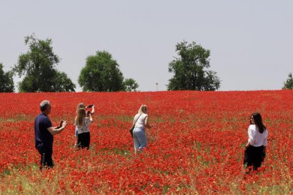 Campo de amapolas en la salida de la A62 a la altura del RÍO Shopping